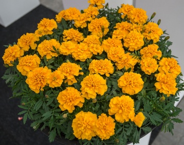 Бархатцы отклоненные (Tagetes patula) Бархатцы отклоненные (Tagetes patula)