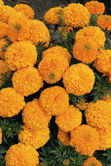 Бархатцы прямостоячие (Tagetes erecta)