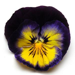 Виола виттрока (Viola wittrockiana) Виола виттрока (Viola wittrockiana)