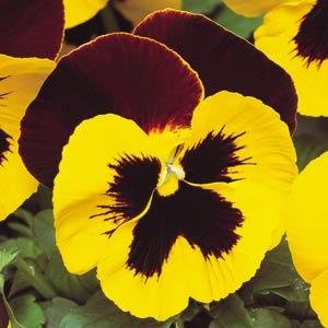 Виола виттрока (Viola wittrockiana) Виола виттрока (Viola wittrockiana)