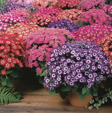 Цинерария гибридная (Pericallis cruenta)