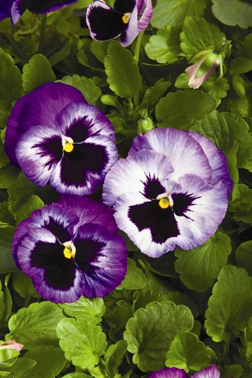 Виола Виттрока (Viola wittrockiana) Виола Виттрока (Viola wittrockiana)