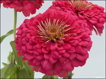 Цинния изящная (Zinnia elegans)