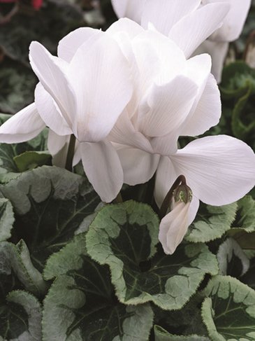 Цикламен персидский (Cyclamen persicum)