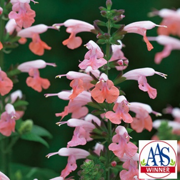 Шалфей ярко-красный (Salvia coccinea)