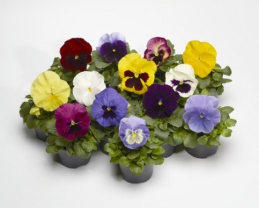 Виола Виттрока (Viola wittrockiana) Виола Виттрока (Viola wittrockiana)