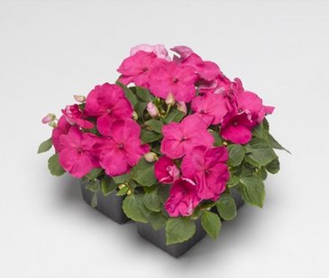 Бальзамин Уоллера (Impatiens walleriana)