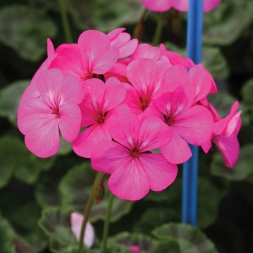 Герань (пеларгония садовая) (Pelargonium x hortorum)