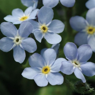 Незабудка лесная (Myosotis sylvatica) Незабудка лесная (Myosotis sylvatica)