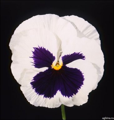 Виола Виттрока (Viola wittrockiana)