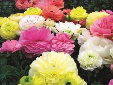 Лютик азиатский (Ranunculus asiaticus)