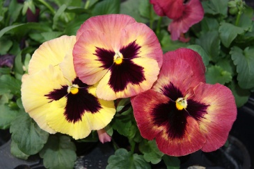 Виола Виттрока (Viola wittrockiana)