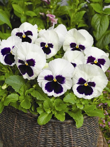 Виола Виттрока (Viola wittrockiana) Виола Виттрока (Viola wittrockiana)