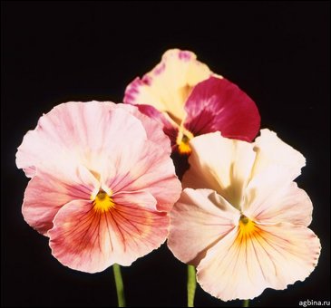Виола Виттрока (Viola wittrockiana)