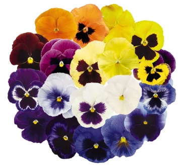 Виола виттрока (Viola wittrockiana) Виола виттрока (Viola wittrockiana)