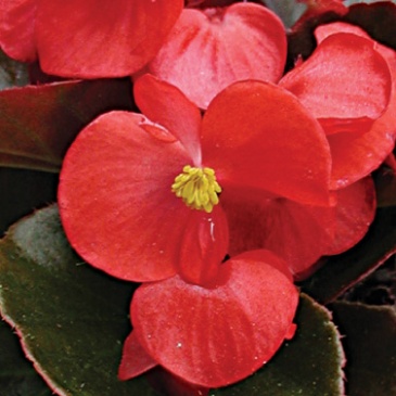 Бегония вечноцветущая (бронзовая листва) (Begonia semperflorens)