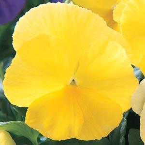 Виола виттрока (Viola wittrockiana)