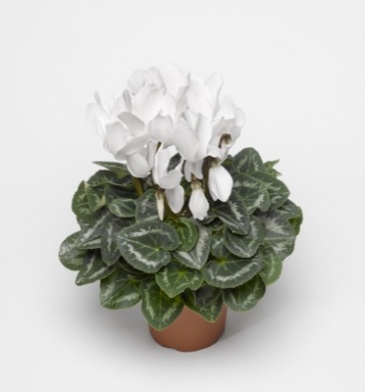 Цикламен персидский (Cyclamen persicum)