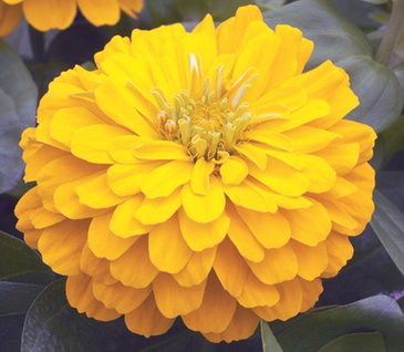 Цинния изящная (Zinnia elegans)