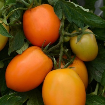 Томат (Lycopersicon esculentum)