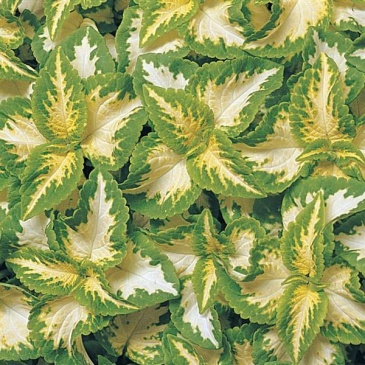 Колеус гибридный (Coleus х hybrida) Колеус гибридный (Coleus х hybrida)