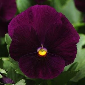Виола виттрока (Viola wittrockiana) Виола виттрока (Viola wittrockiana)