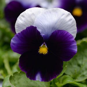 Виола виттрока (Viola wittrockiana) Виола виттрока (Viola wittrockiana)