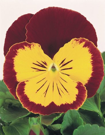 Виола виттрока (Viola wittrockiana) Виола виттрока (Viola wittrockiana)