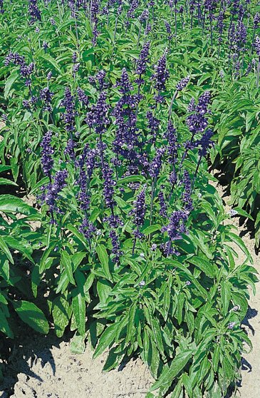 Шалфей мучнистый (Salvia farinacea)