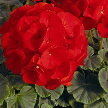 Герань (пеларгония садовая) (Pelargonium x hortorum)