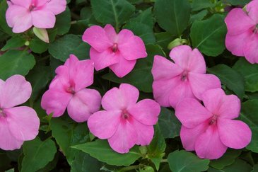 Бальзамин Уоллера ампельный (Impatiens walleriana)
