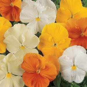 Виола виттрока (Viola wittrockiana) Виола виттрока (Viola wittrockiana)