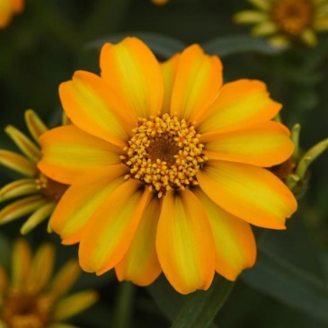 Цинния узколистная (Хаге) (Zinnia angustifolia (haageana)) Цинния узколистная (Хаге) (Zinnia angustifolia (haageana))