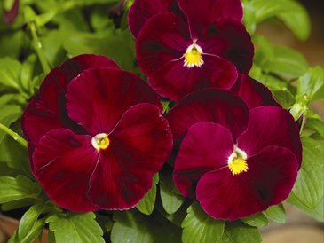 Виола Виттрока (Viola wittrockiana) Виола Виттрока (Viola wittrockiana)