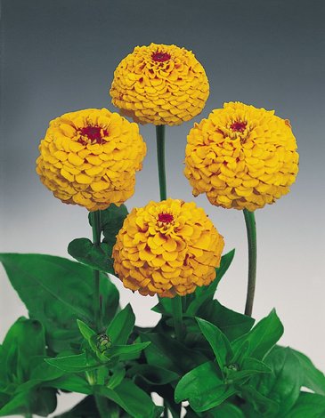 Цинния изящная (Zinnia elegans)