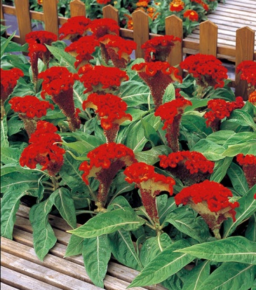 Целозия гребенчатая (Celosia cristata)