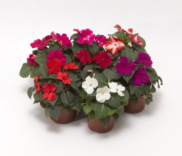 Бальзамин Уоллера ампельный (Impatiens walleriana) Бальзамин Уоллера ампельный (Impatiens walleriana)