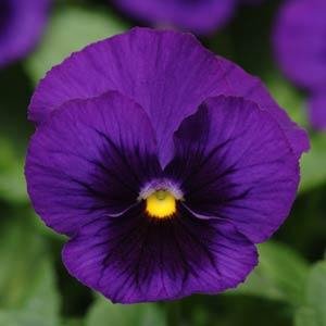 Виола виттрока (Viola wittrockiana) Виола виттрока (Viola wittrockiana)