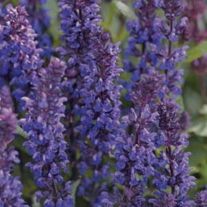 Шалфей дубравный (лесной) (Salvia nemorosa) Шалфей дубравный (лесной) (Salvia nemorosa)