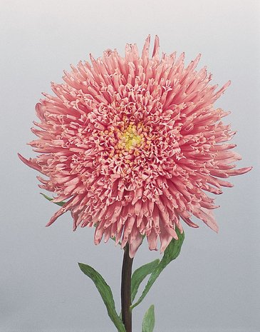 Астра китайская (Callistephus chinensis)