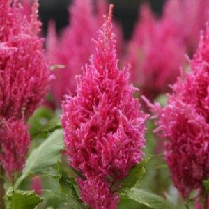 Целозия метельчатая (Celosia plumosa) Целозия метельчатая (Celosia plumosa)