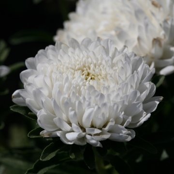 Астра китайская (Callistephus chinensis)