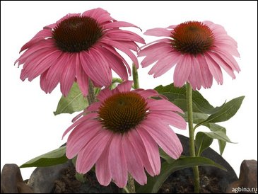 Эхинацея пурпурная (Echinacea purpurea)