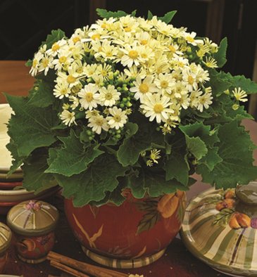 Цинерария гибридная (Pericallis cruenta)