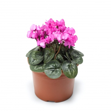 Цикламен косский (Cyclamen coum) Цикламен косский (Cyclamen coum)
