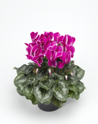 Цикламен персидский (Cyclamen persicum)