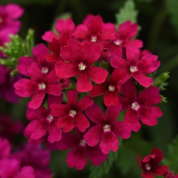 Вербена гибридная (Verbena hybrida) Вербена гибридная (Verbena hybrida)