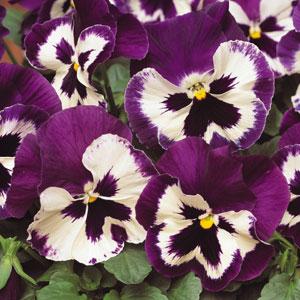 Виола виттрока (Viola wittrockiana) Виола виттрока (Viola wittrockiana)