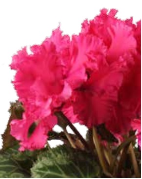 Цикламен персидский (Cyclamen persicum)