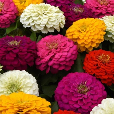 Цинния изящная (Zinnia elegans) Цинния изящная (Zinnia elegans)